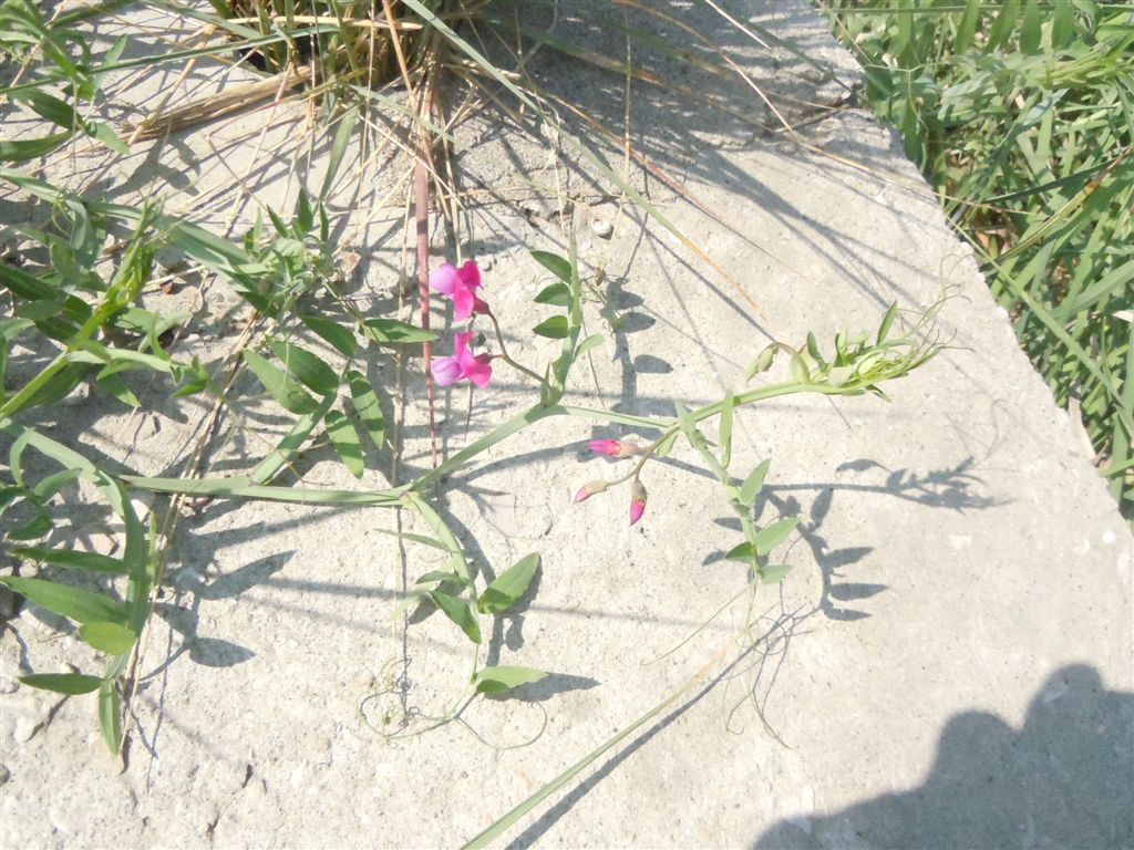 Lathyrus clymenum / Cicerchia porporina